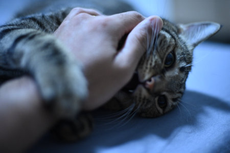 Play with your cat with your hands.の写真素材
