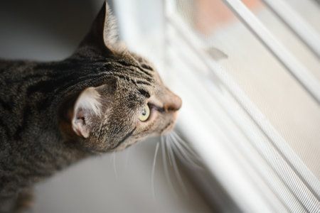Tabby cat is looking at something.の写真素材
