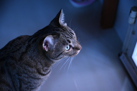 Tabby cat is looking at something.の写真素材
