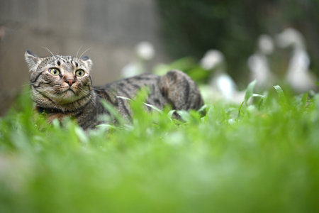 Tabby cat lying on the grass