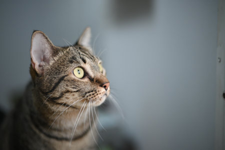 Tabby cat is looking at something.の写真素材