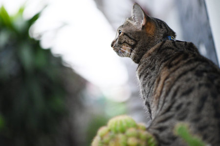 Tabby cat is looking at something.の写真素材