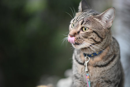 Tabby cat licked its nose.の写真素材