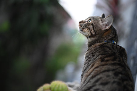 Tabby cat is looking at something.の写真素材
