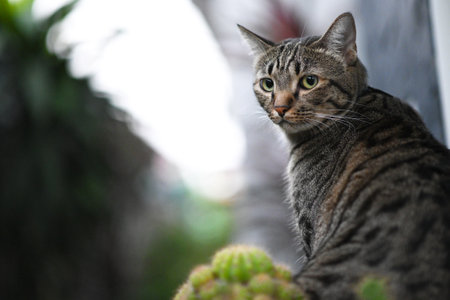Tabby cat is looking at something.の写真素材