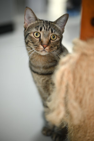 Tabby cat is looking at something.の写真素材