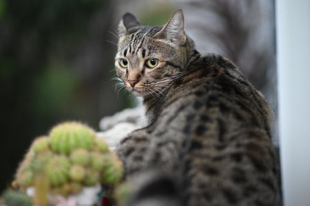 Tabby cat is looking at something.の写真素材