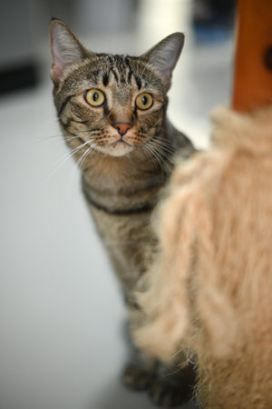 Tabby cat is looking at something.の写真素材