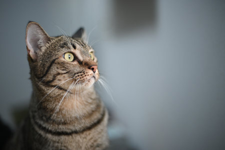 Tabby cat is looking at something.の写真素材