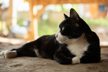 Black and white cat sleeping, crossed armsの写真素材