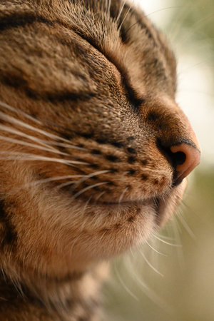 Close-up of a cat's nose with a blurred background.の写真素材