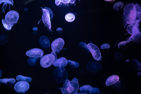Jellyfish in the water. Underwater world of jellyfish.の写真素材