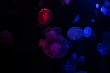 jellyfish in the water at night with bokeh effectの写真素材