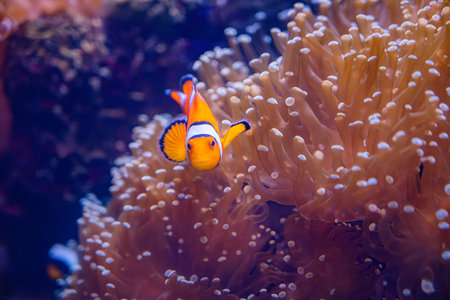 Clown anemonefish in anemone, sea anemoneの写真素材