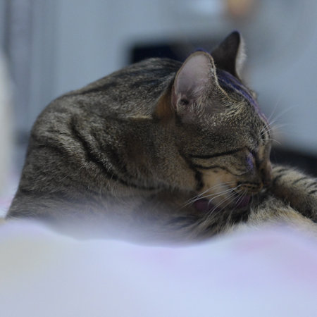 Tabby cat lying on the bed in the room. Close up.の写真素材