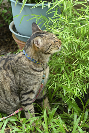 Tabby cat on green grass in the garden at summer day.の写真素材