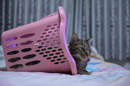 Cute tabby cat lying in a pink plastic basket on the bedの写真素材