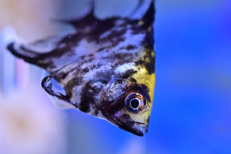 Close up of a discus fish swimming in an aquarium with colorful backgroundの写真素材