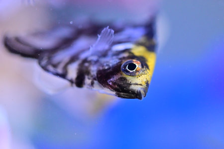 Close up of a discus fish swimming in an aquarium with colorful backgroundの写真素材