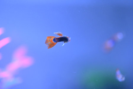 A guppy in an aquarium, photographed with a macro lens.の写真素材