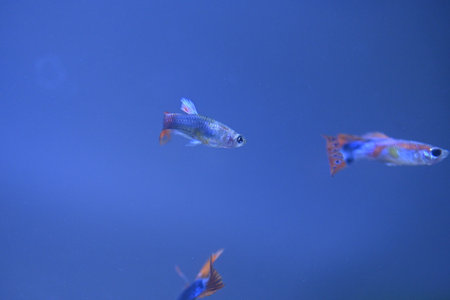A guppy in an aquarium, photographed with a macro lens.