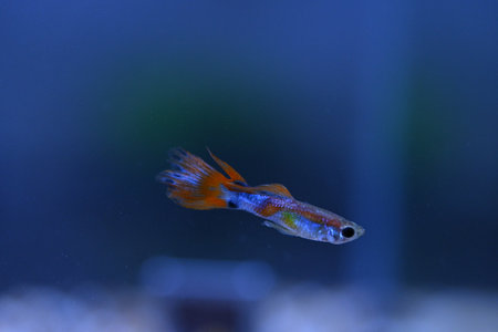 A guppy in an aquarium, photographed with a macro lens.の写真素材