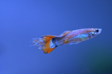 A guppy in an aquarium, photographed with a macro lens.