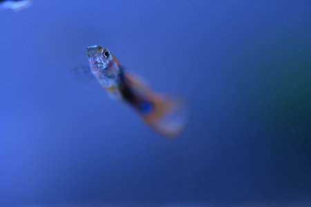 A guppy in an aquarium, photographed with a macro lens.の写真素材