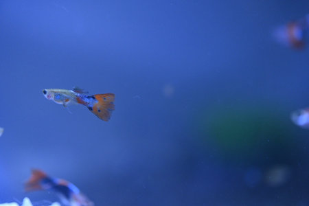 A guppy in an aquarium, photographed with a macro lens.の写真素材
