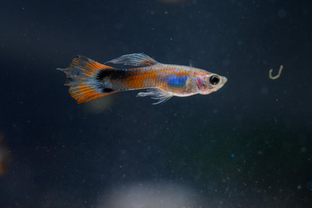 A guppy in an aquarium, photographed with a macro lens.の写真素材