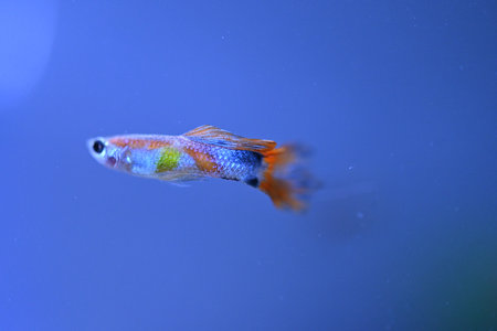A guppy in an aquarium, photographed with a macro lens.の写真素材