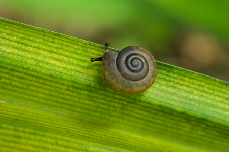A snail on a green leaf.の写真素材