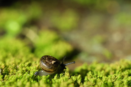 A snail is crawling on the green fern-covered ground.の写真素材