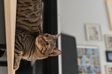 A tabby cat rests while its eyes fix on something unseen.
