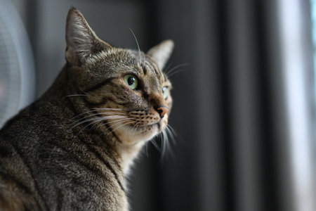 A tabby cat lounging in a friendly mannerの写真素材