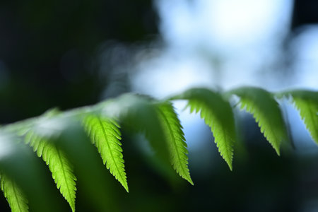 Delicate fern leaves glowing in the embrace of soft sunlight.の写真素材