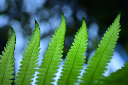 Delicate fern leaves glowing in the embrace of soft sunlight.の写真素材