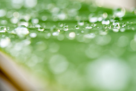 water droplets on a leafの写真素材