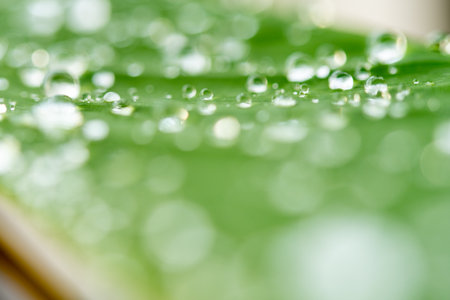 water droplets on a leafの写真素材