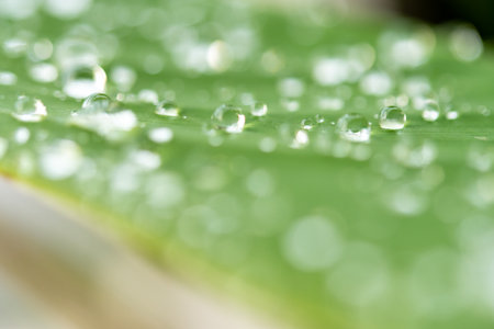 water droplets on a leaf
