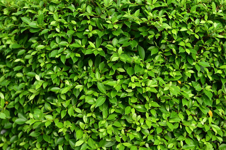 A vibrant green leaf wall that feels refreshing and full of lifeの写真素材