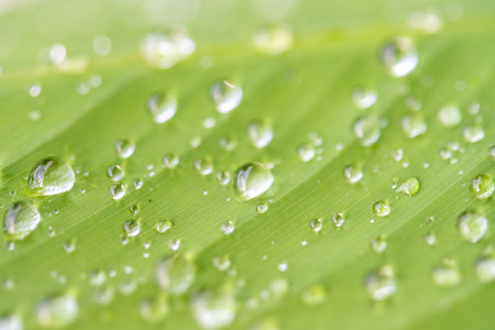 water droplets on a leafの写真素材