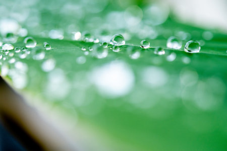 water droplets on a leafの写真素材