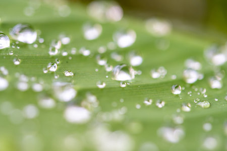 water droplets on a leafの写真素材