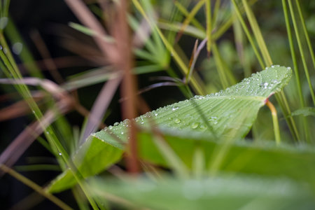 water droplets on a leafの写真素材