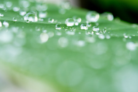 water droplets on a leafの写真素材