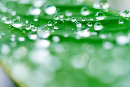 water droplets on a leafの写真素材