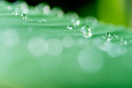 water droplets on a leafの写真素材