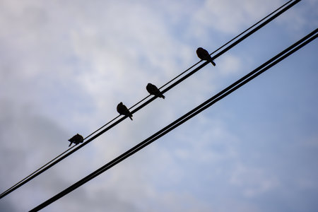 A bird perching on the power line, looking upの写真素材