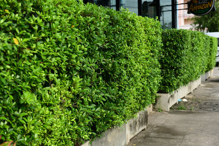 A vibrant green leaf wall that feels refreshing and full of lifeの写真素材